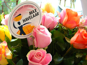 Max Havelaar Rosen aus fairem Handel garantieren Mindestlohn und menschenwrdiges Arbeitsumfeld